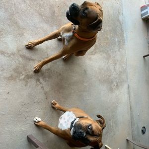 Meet your Posher, Josh